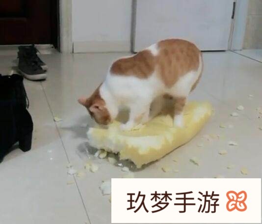 你以为只有狗才拆家?nonono，猫拆起家来不输狗.来晒晒你家猫的拆家经历?