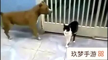 猫和狗打架、为什么猫那么厉害?(猫跟狗为啥打架)